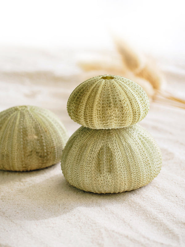 Sage Green Sea Urchin - Pack of 10